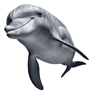 dolphins